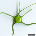 SpeciesSub: var. quinquecornutus